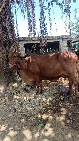 ગીર ગાય વેચવાની છે