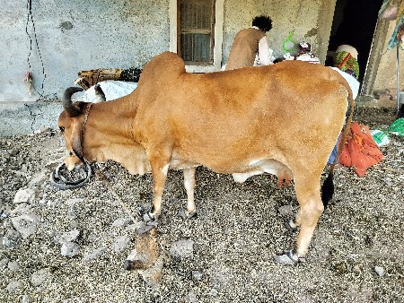 ગાય વેચવાની છે.