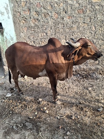 ગાય