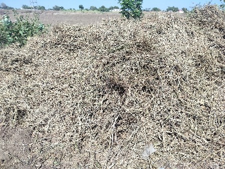 મગ ના ડારા