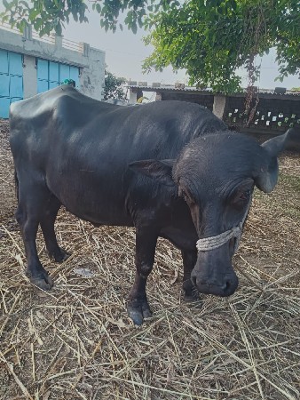 ખડેલી