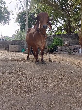 ગીર ગાય વેચવાની શે