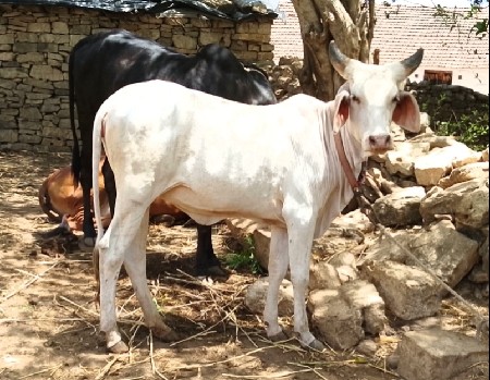 કાંકરેજ વાછડી છે