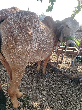 ગાય વેચવાની છે