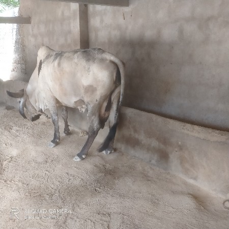 ગાય વેચવાની છે