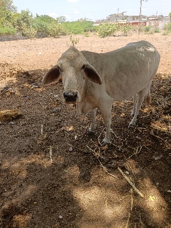 સફેદ ગાય વેચવાની છે બે મહિનાની