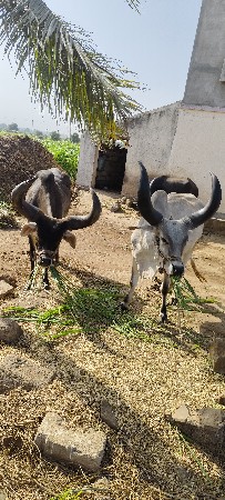 ગોધલા વેચવાના છે