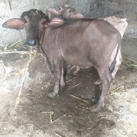 પાડા વેચવા ના છે