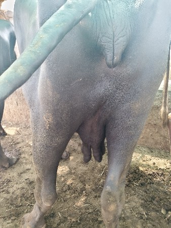 ભેંસ વેચવાની છે