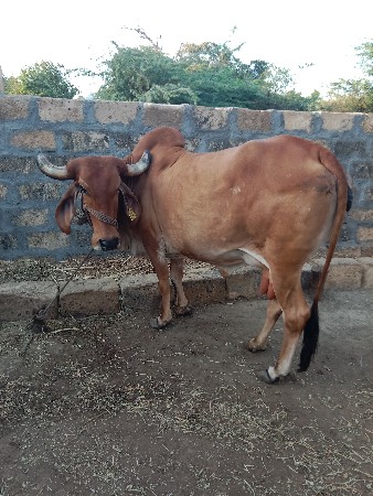 ગાય વેચવાની છે