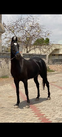 ghodi