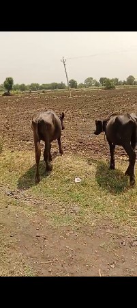9723197610. ફોન કરો