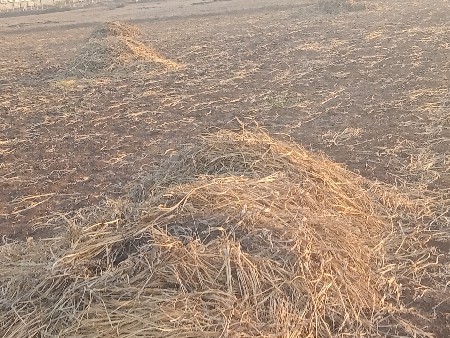 કોલવા