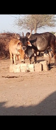 કાંકરેજ હોડકી