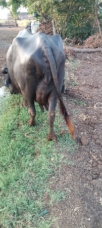 ભેંસ વેચવાની છે