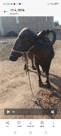 ભેંસ