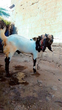 બેસવાના બોકડા બે