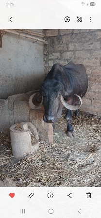 ભેંસ વેચવાની છે