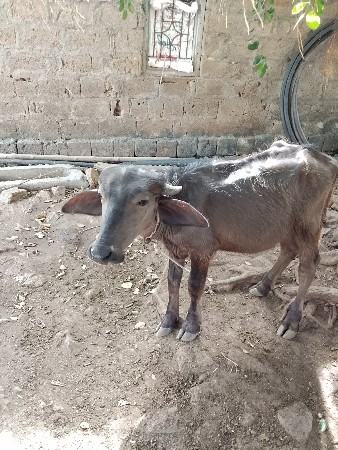 પાડી વેસવાની સે