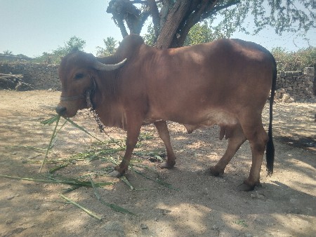 ત્રીજુ વેતર વ્યાસે 10 12 દિવસની