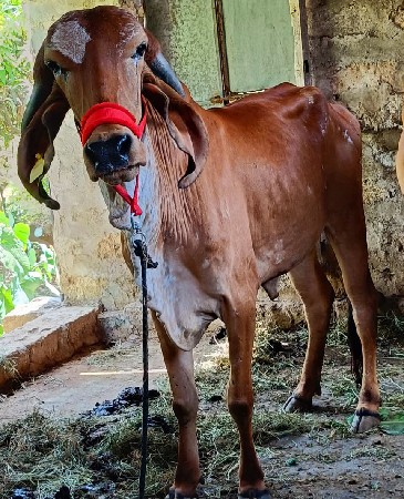 2 ગીર હોડકી વેચવાની છે