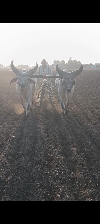 ગોધલાં