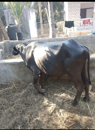 આ પાડી  વેચવાની છે