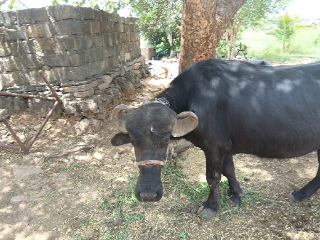 ભૈશ પેલું વેતર