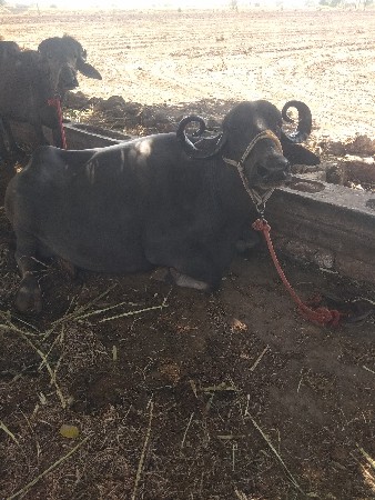 ભેંશ વેચવાની છે