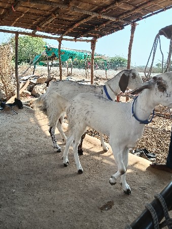 પોરબંદર જિલ્લો