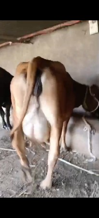 બે ગાય વેસવાની બીજુ વેતર ત્રીજુ