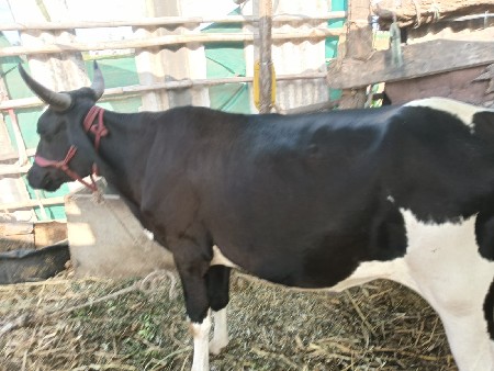 ashp hodaki