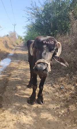 ભેસ/ખડેલા
