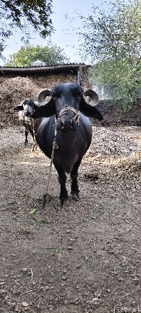 Bhes vechva ni chhe