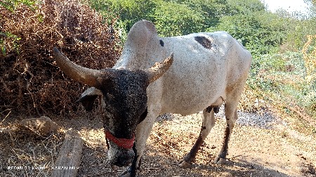 આ ગાય વેચવાની છે