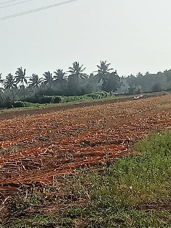 બાજરા નો ચારો છે