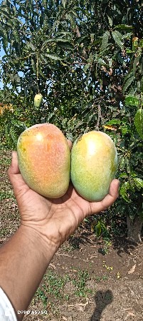 કેસર કેરી વેચવાની છે.