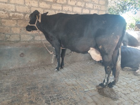 2  hf  ગાય વેચવાની છે