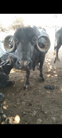 ભેંસ વેચવાની છે