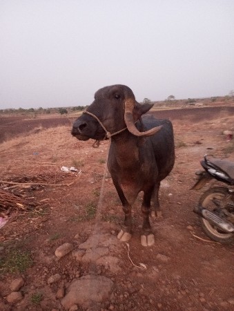 आ भेस वेचवानी चे