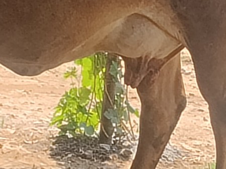 ગાય વેચવાની સે
