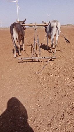 ચાર ચાર દાતે