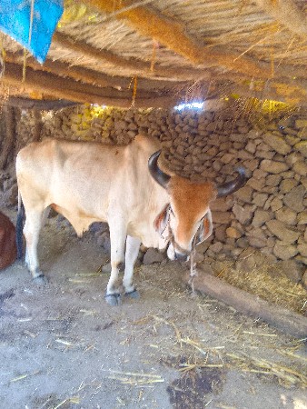 બળદ વેશવાનોછેડાબીયાળછે