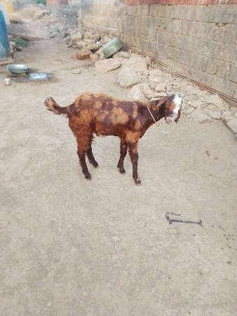 એક વર્ષનો છે