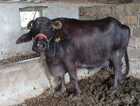 ભેંસ વેચવાની છે