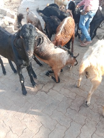 5 બોકડાં છે અઢી વરસ ના