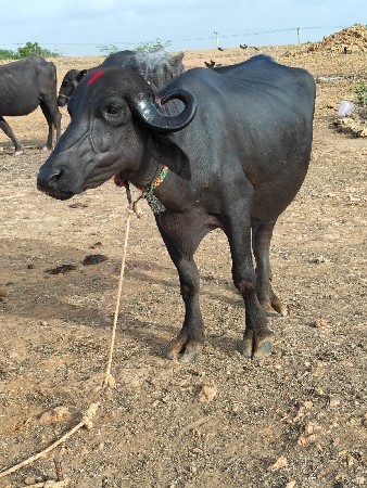 ખડેલી