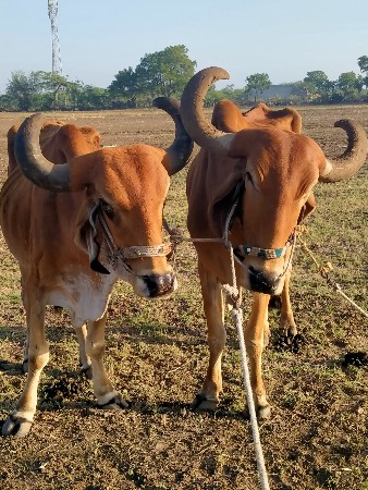 25,000 રૂપિયા કિંમત બે બામણીયા અક