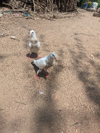 માંગરોળ
