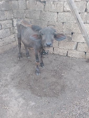 ખડેલિયું.વેચવા ની છે